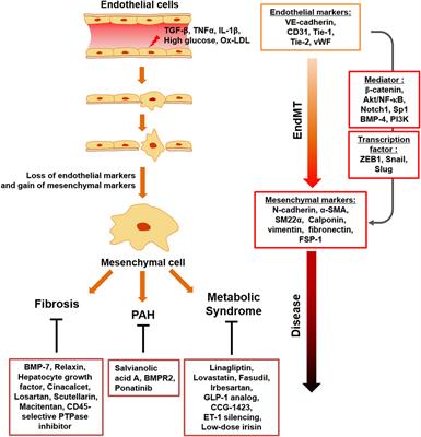 Frontiers | Endothelial To Mesenchymal Transition Represents A Key Link ...